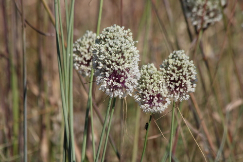 Allium myrianthum, photograph 6