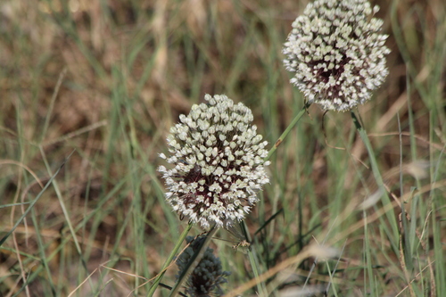 Allium myrianthum, photograph 5