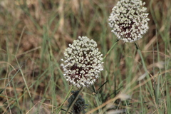 Allium myrianthum, photograph (c) Michael, Antoni and Nihat Hinczewski, some rights reserved (CC BY)