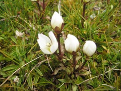 Gentianella amabilis