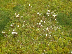 Gentianella amabilis