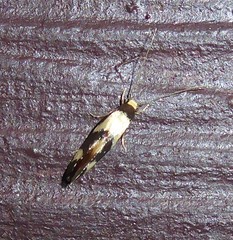 Opogona comptella