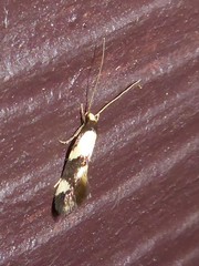 Opogona comptella