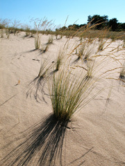 Festuca beckeri