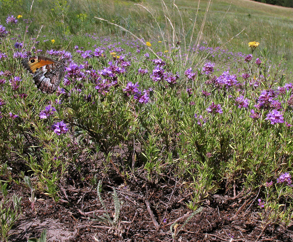 Pallas' Thyme
