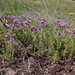 Thymus pallasianus - Photo (c) Sergey Mayorov, algunos derechos reservados (CC BY-NC), uploaded by Sergey Mayorov