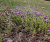Pallas' Thyme - Photo (c) Sergey Mayorov, some rights reserved (CC BY-NC), uploaded by Sergey Mayorov