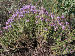 Thymus pallasianus
