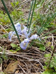 Iris histrio