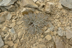 Lignocarpa