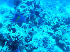 Pomacanthus maculosus