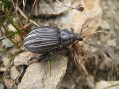 Lyperobius