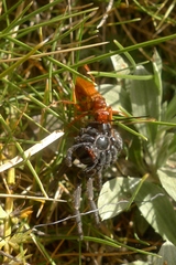 Sphictostethus nitidus