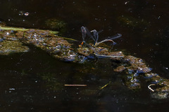 Pseudagrion aureofrons