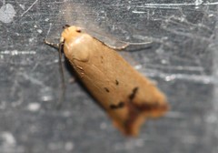 Tachystola hemisema