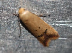 Tachystola hemisema