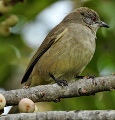 Pycnonotus blanfordi