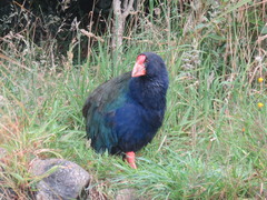 Porphyrio hochstetteri