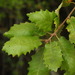 Quercus faginea - Photo (c) Duarte Frade, μερικά δικαιώματα διατηρούνται (CC BY), uploaded by Duarte Frade
