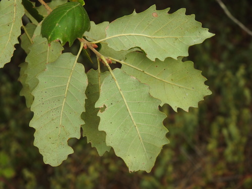 Portuguese oak