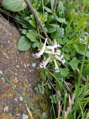 Corydalis triternata