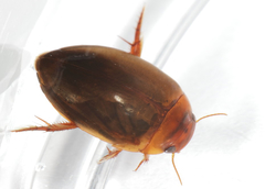 Laccophilus hyalinus