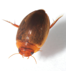 Laccophilus hyalinus