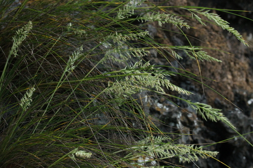 rock fescue