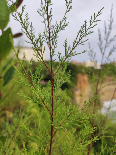 Französische Tamariske