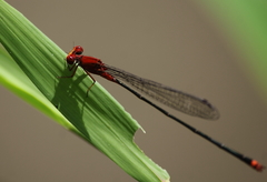 Pseudagrion pilidorsum declaratum