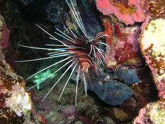Pterois cincta