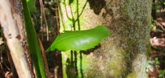 Ilex perado subsp. perado image