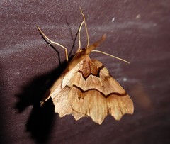Ischalis fortinata