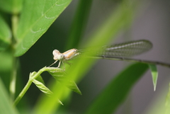 Pseudagrion pilidorsum declaratum