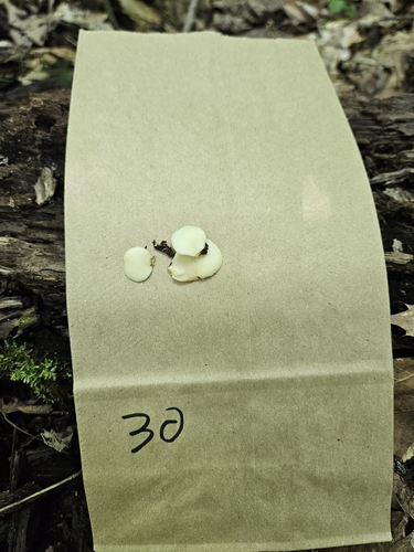 Crepidotus applanatus (Photo 2 of 2)