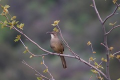 California Thrasher photo 4