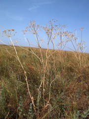 Pastinaca clausii