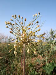 Allium flavum tauricum