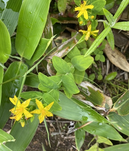 Hypericum kamtschaticum (Hypericum kamtschaticum)