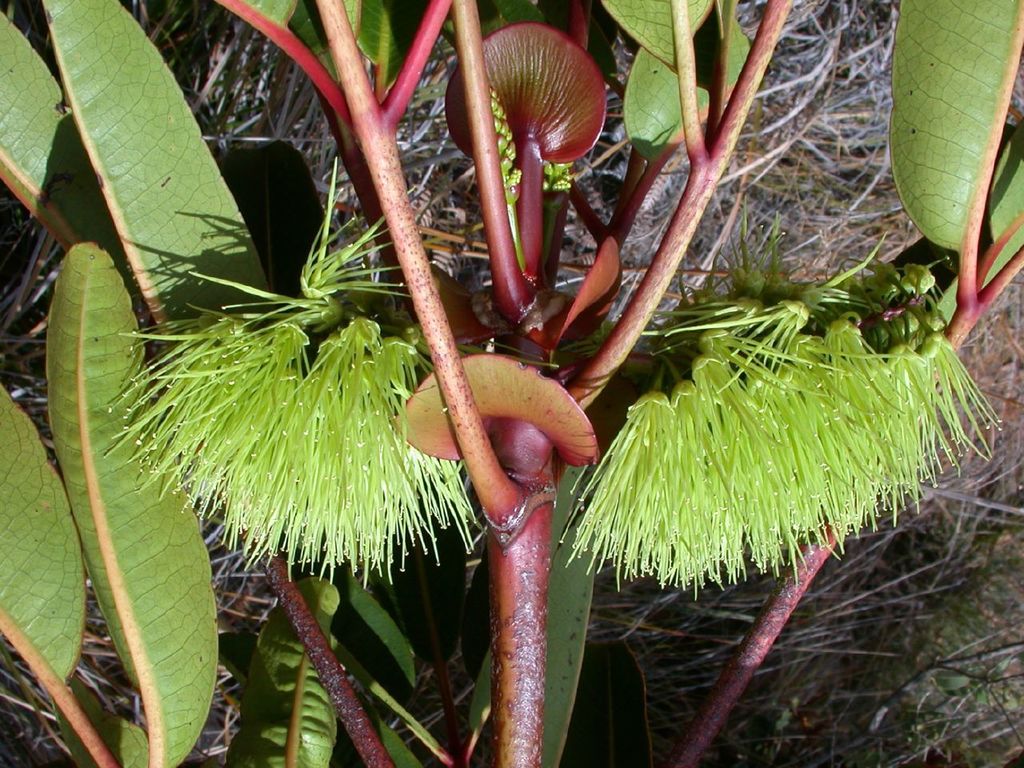 Cunonia macrophylla