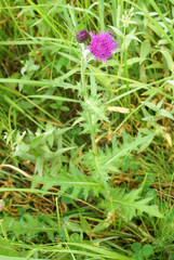 Cirsium maackii