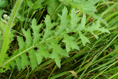 Cirsium maackii