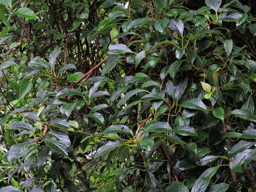 Image of Actinidia Callosa (Actinidia callosa) by (c) Jacy Chen, some rights reserved (CC BY)