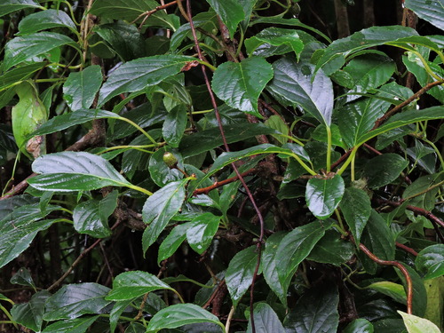 Image of Actinidia Callosa (Actinidia callosa) by (c) Jacy Chen, some rights reserved (CC BY)