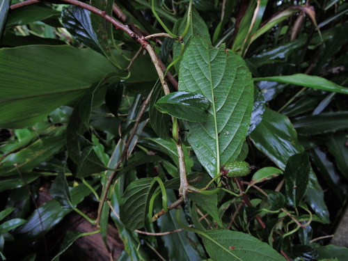 Image of Actinidia Callosa (Actinidia callosa) by (c) Jacy Chen, some rights reserved (CC BY)