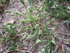 Sclerochloa dura