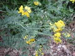 Coronilla coronata