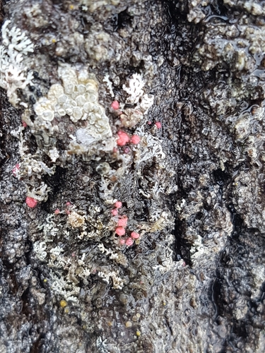 Illosporiopsis christiansenii image