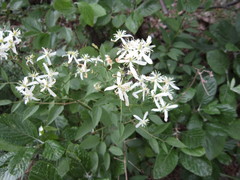 Clematis recta