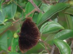 Rohana parisatis staurakius